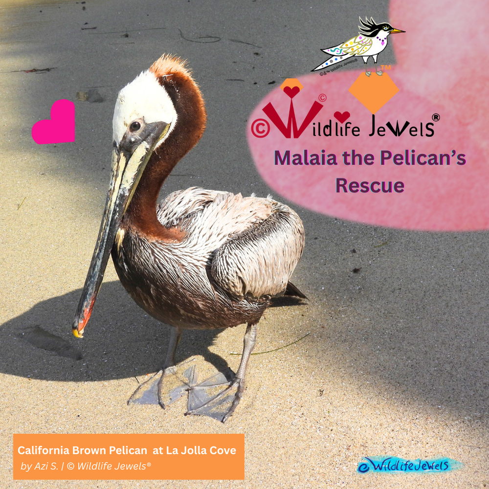 World Albatross Day: Coral the Laysan Albatross and the Importance